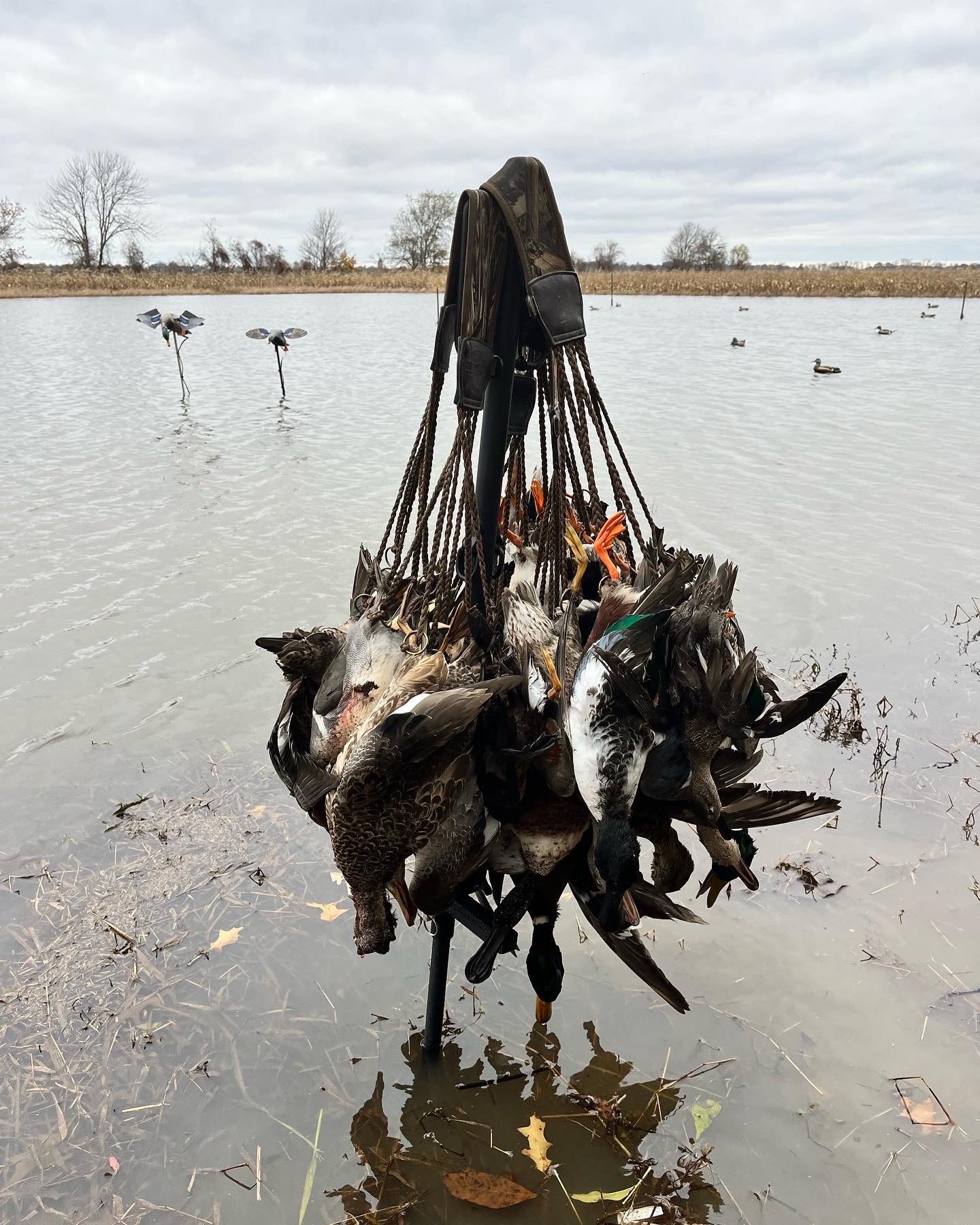 Fowl Poll – Quacks & Racks